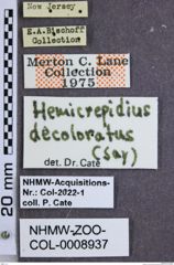 Etiketten zu Hemicrepidius decoloratus (NHMW-ZOO-COL-0008937)